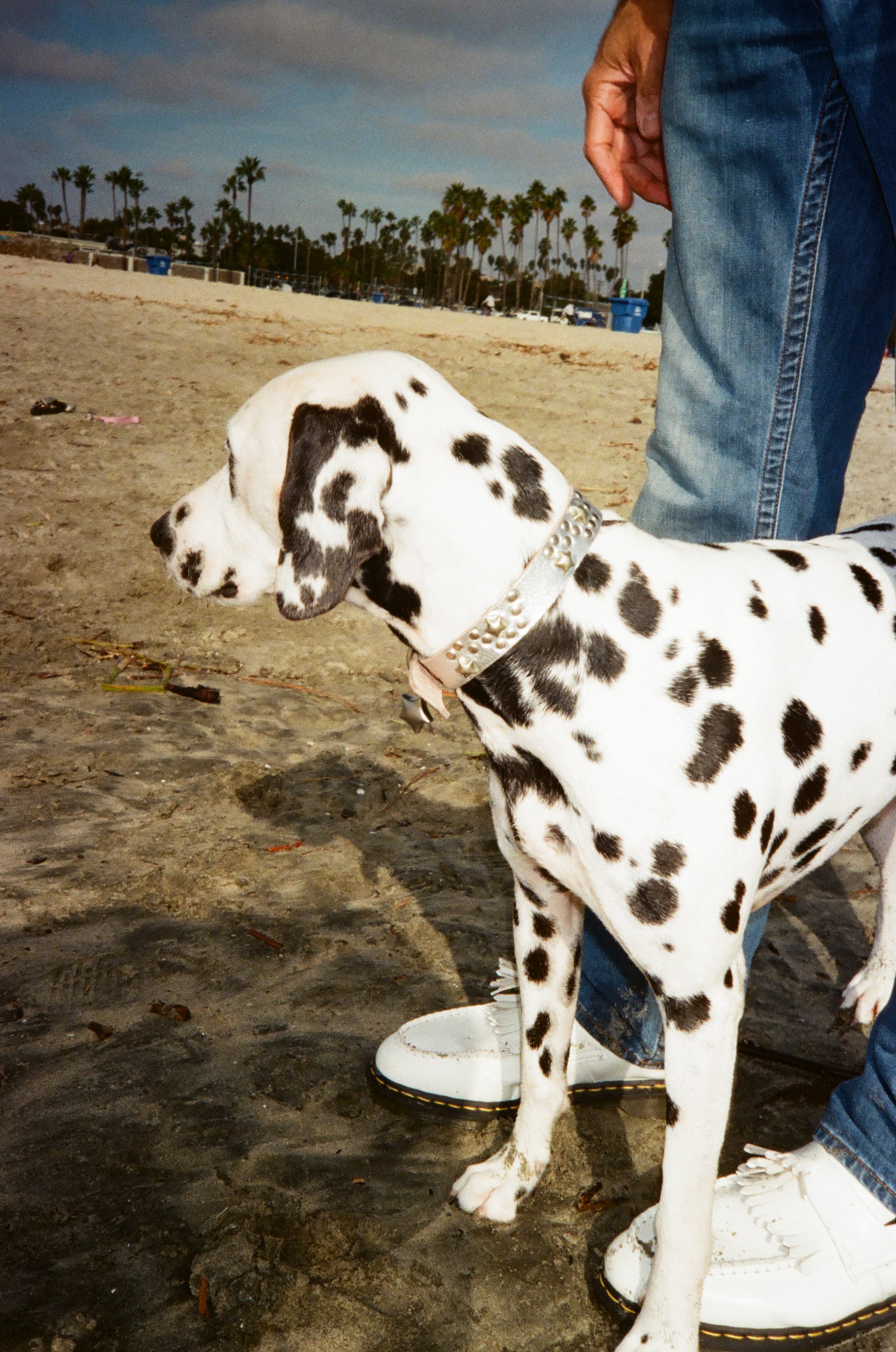Star Dog Collar