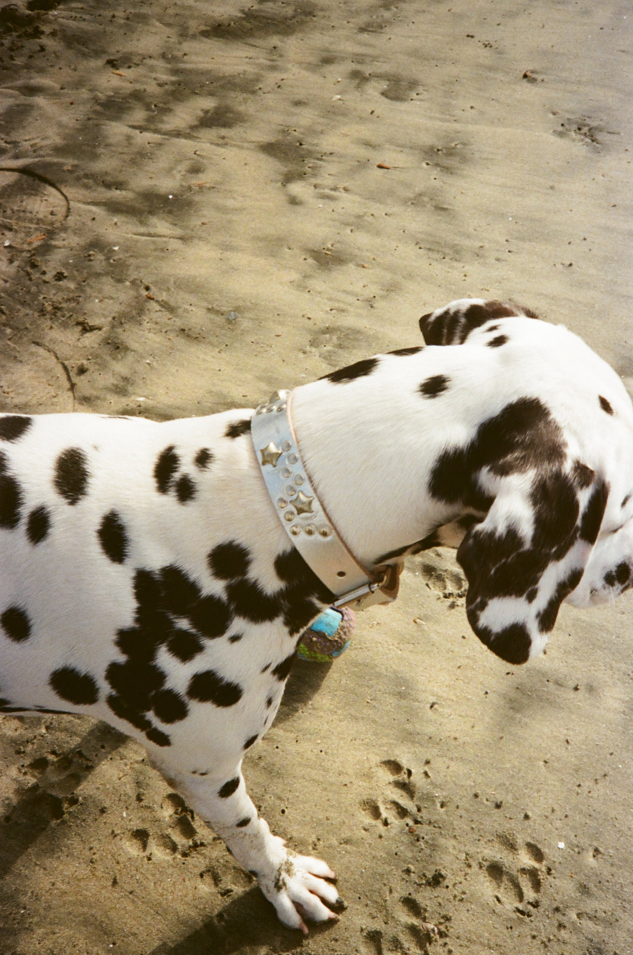 Star Dog Collar