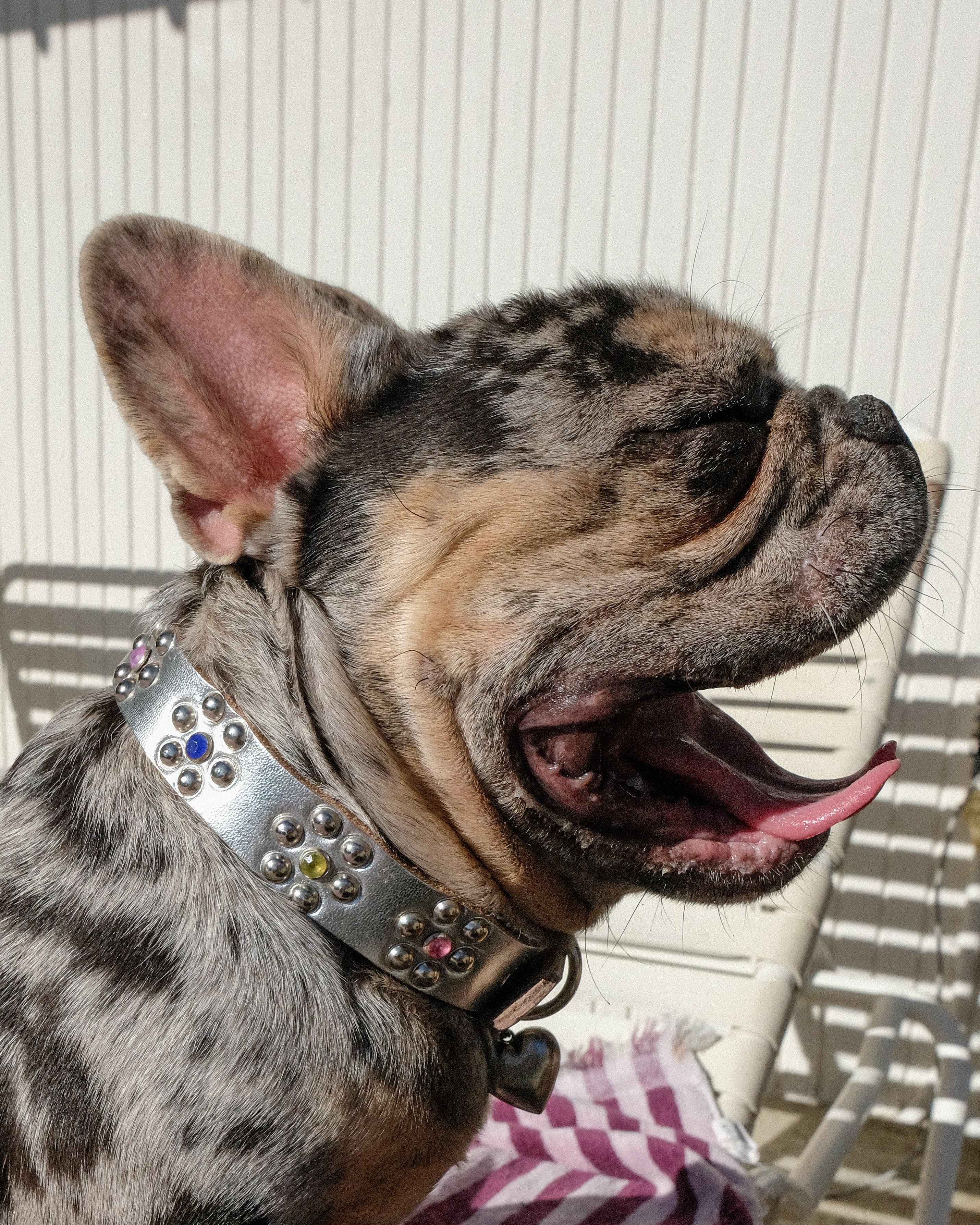 Flower Dog Collar