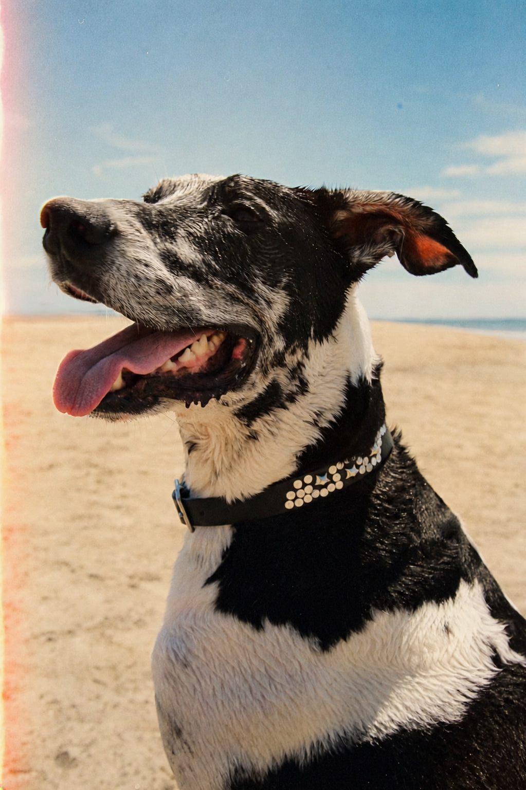 Black Star Dog Collar