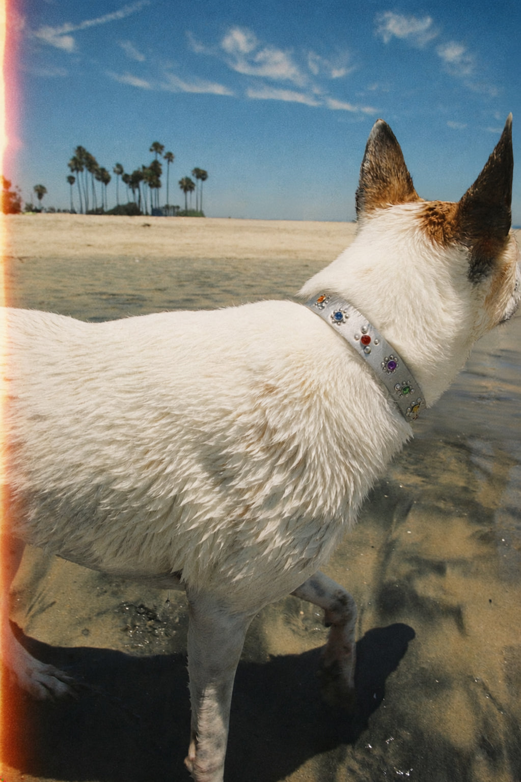 Flower Dog Collar